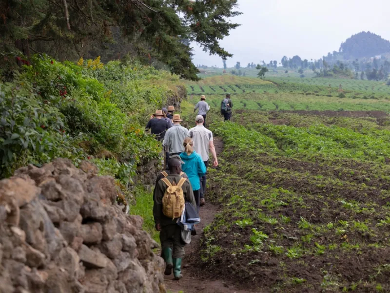 Volcano hikes & Fossey