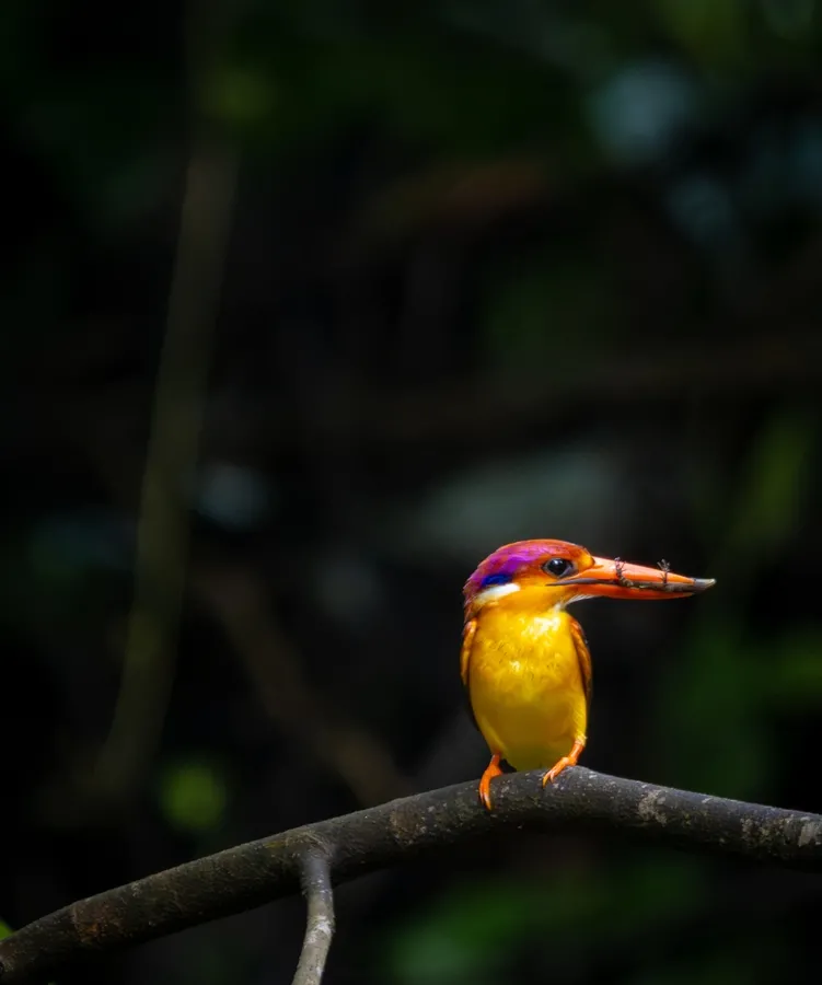 Western Ghats birds