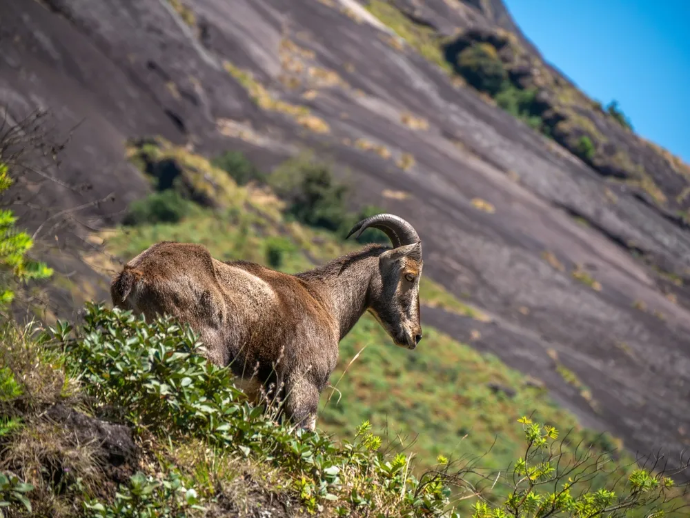 Western Ghats endemics