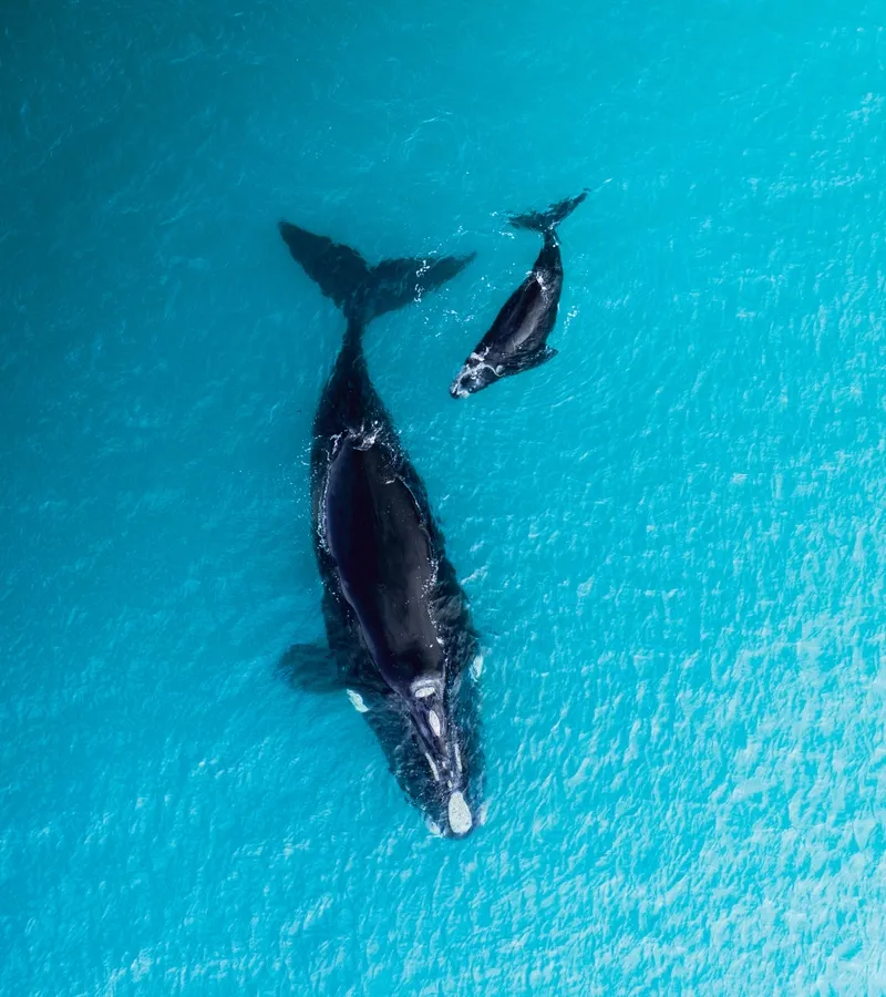 Southern right whale
