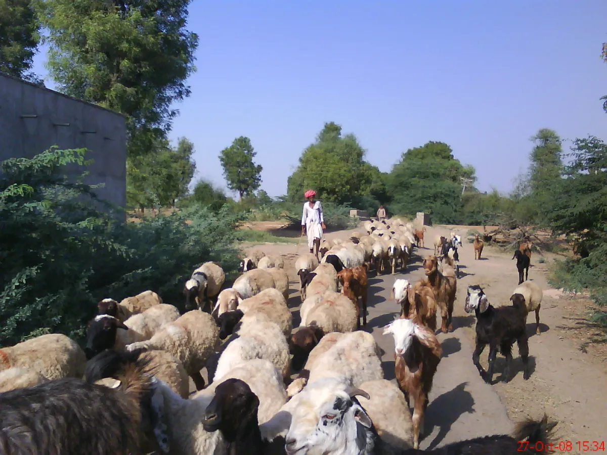 A Rabari herder with goats below the leopard hills at dusk.
