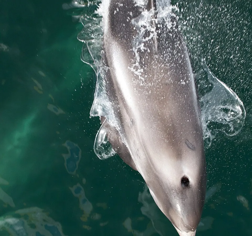 White-beaked dolphin