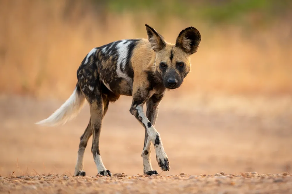 Wild dog
