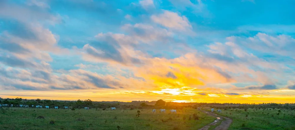 Llanos — wildlife plains.