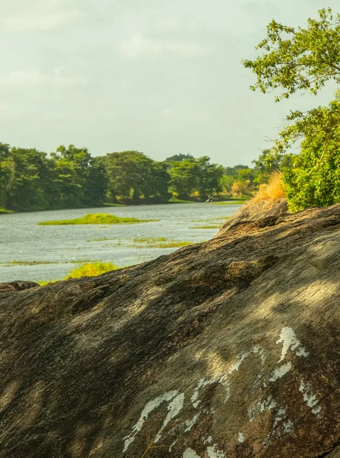 Sloth bear search