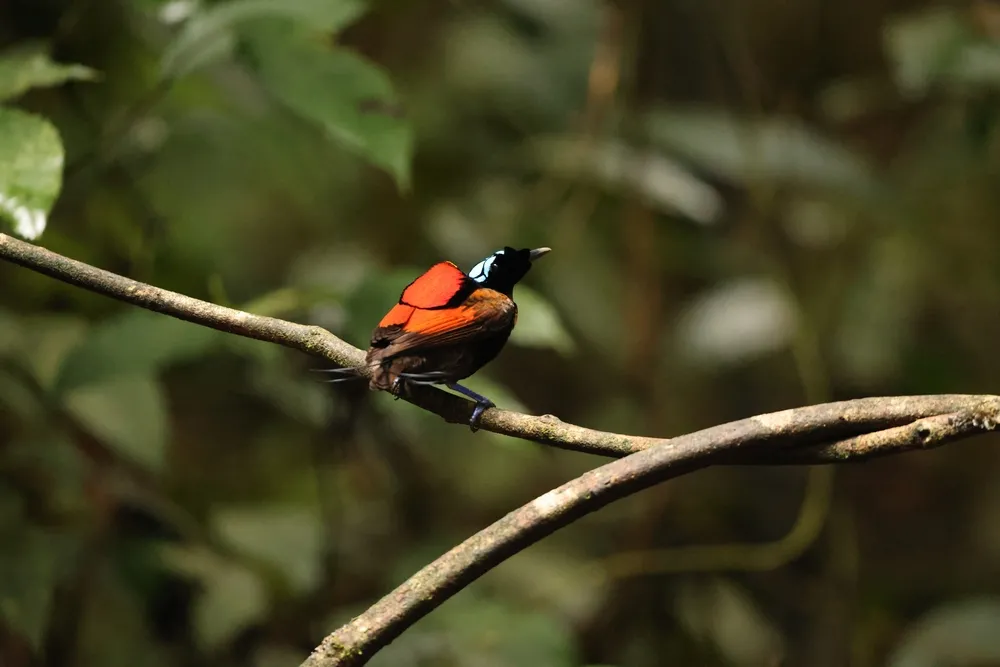 Wilson's bird-of-paradise