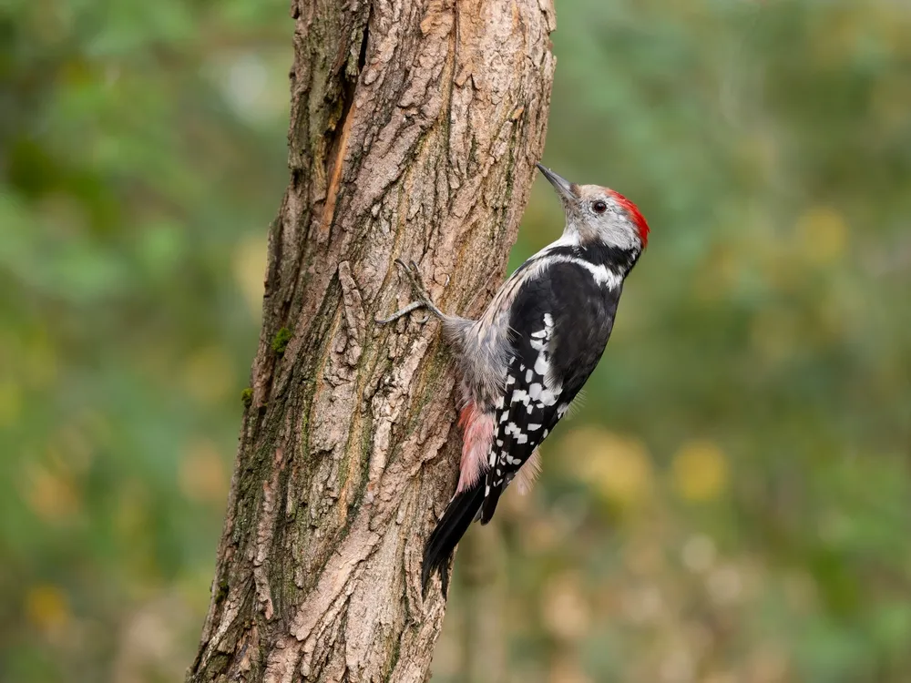 Woodpeckers