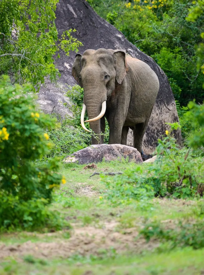 Asian elephant