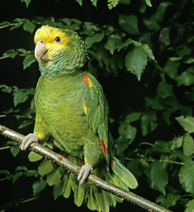 Yellow-eared parrot