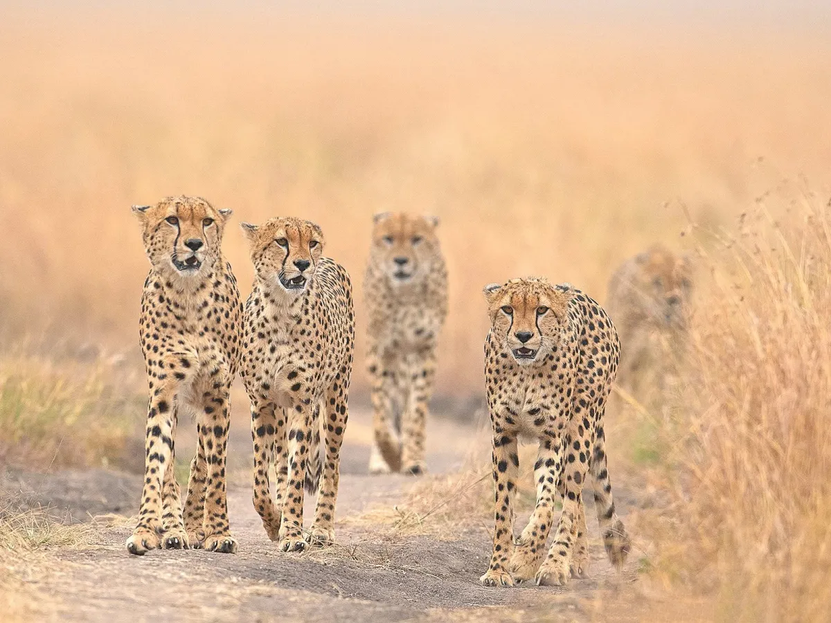 Cheetah