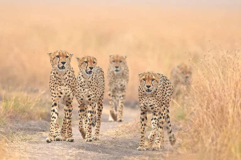 Kenya