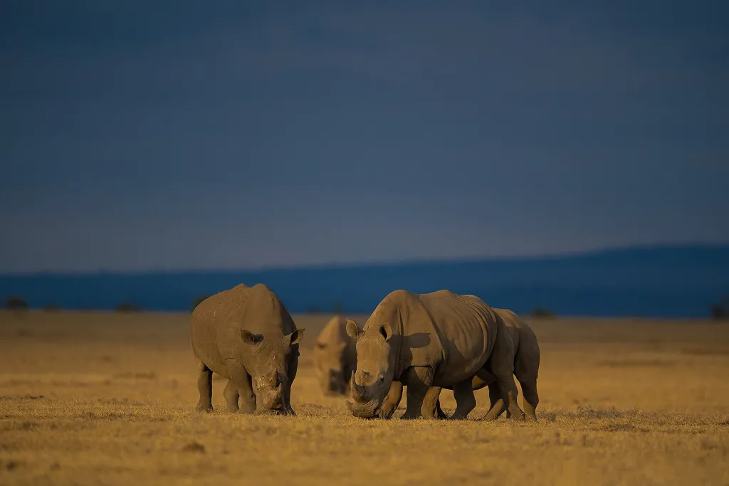 Big Five Kenya