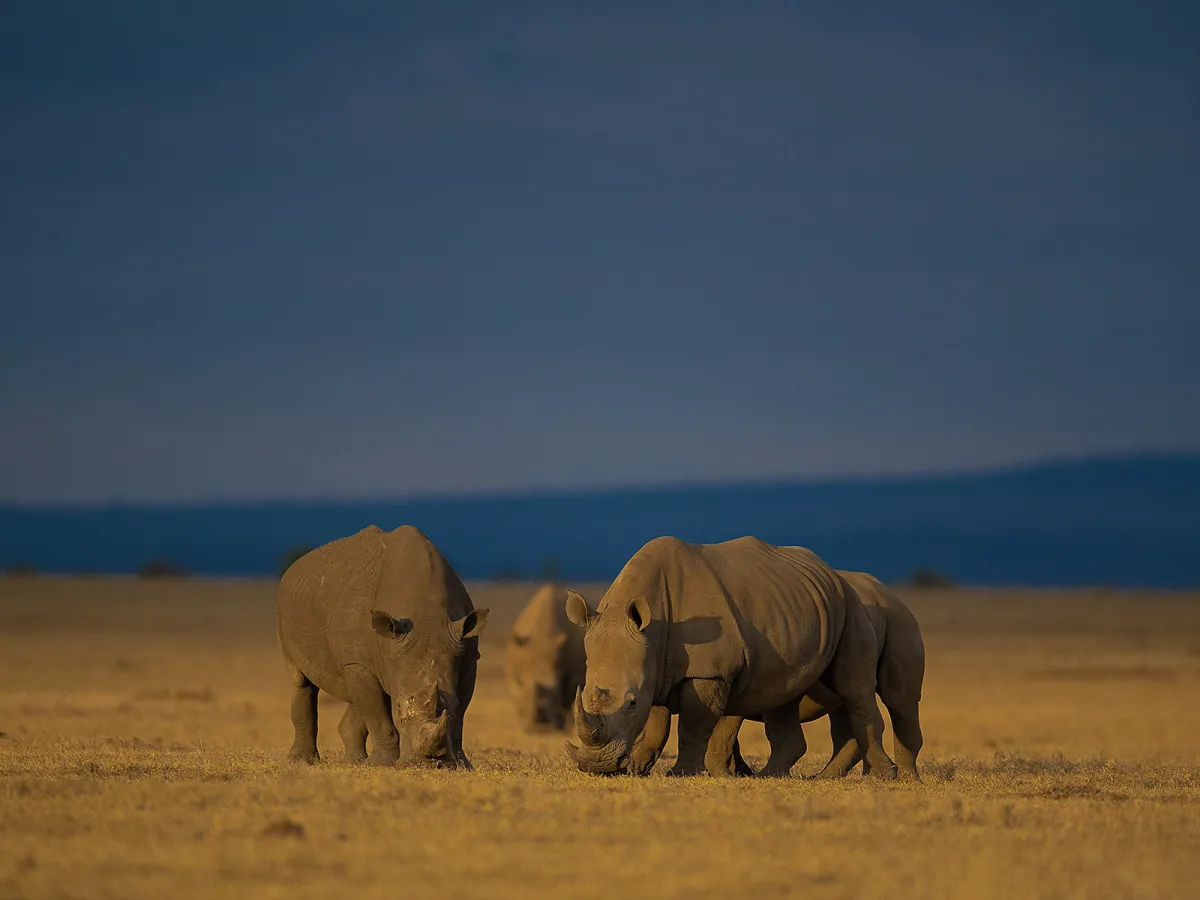 Rhino