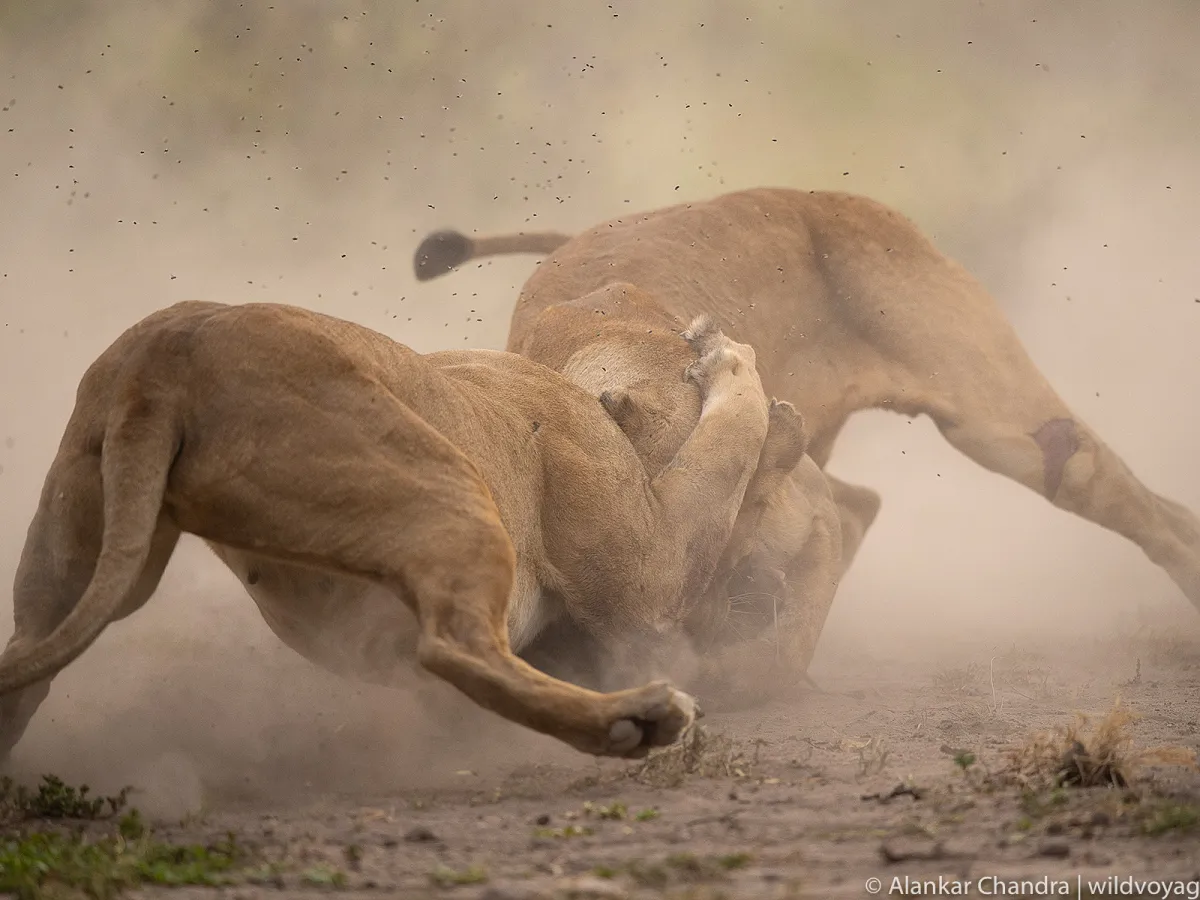 Lion