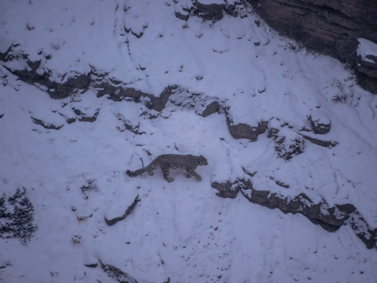 Snow leopard