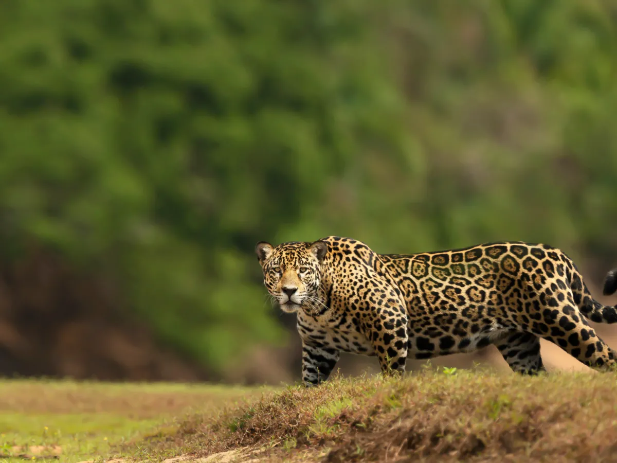 Jaguar