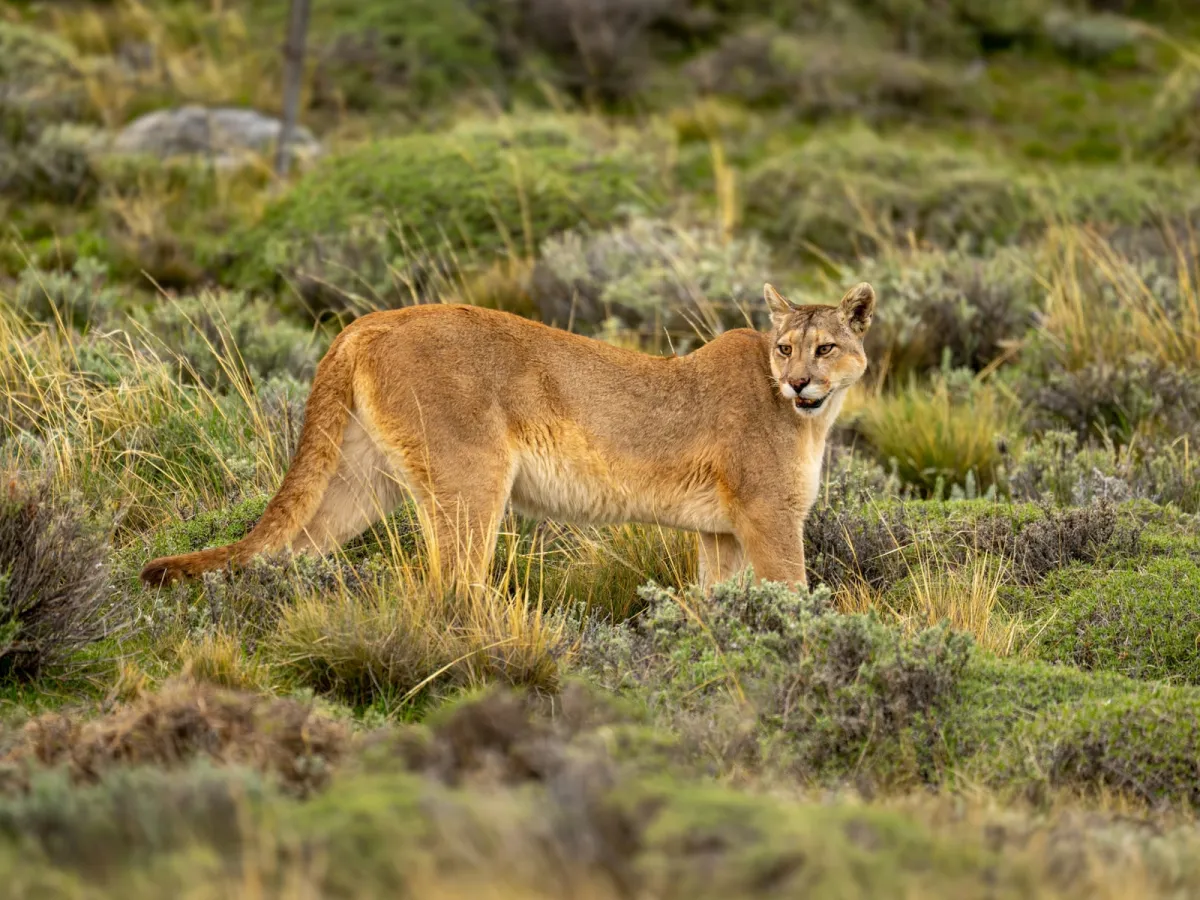 Puma