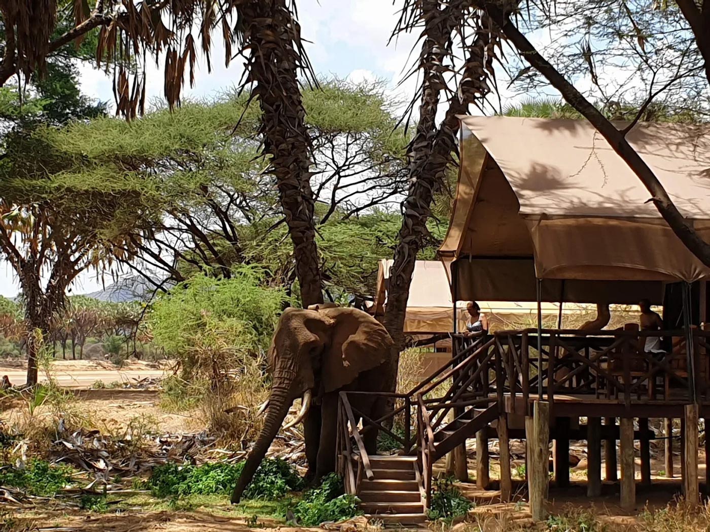 Elephant Bedroom Camp